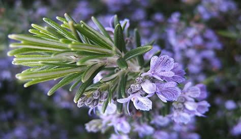 Rosmarinus officinalis Prostratus