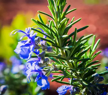 Rosmarinus officinalis Tuscan Blue