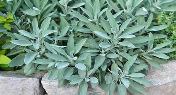 Sage yard plant