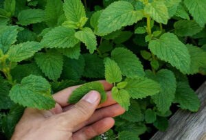 lemon balm