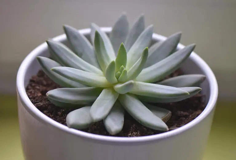 pachyphytum